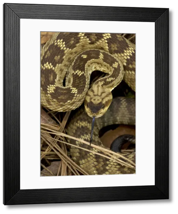 Framed Print : Black-tailed Rattlesnake (Crotalus molossus) - Chiricahua Mountains -Arizona - Smelling or tasting the air with its tongue - Found in Texas-New Mexico