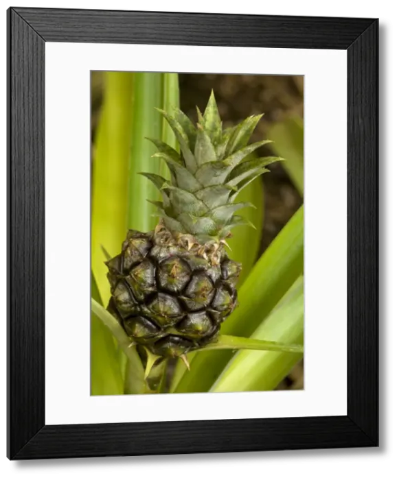 Framed Print : Pineapple - Pineapples were first cultivated by indigenous tribes of Brazil and Paraguay and are now grown throughout the tropics - Provide delicious fruit and are also used to make drugs to treat blood clotting Framed Print : Pineapple - Pineapples were first cultivated by indigenous tribes of Brazil and Paraguay and are now grown throughout the tropics - Provide delicious fruit and are also used to make drugs to treat blood clotting