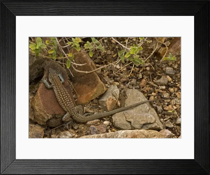 Framed Print : Sonoran Spotted Whiptail - Arizona - USA - Eat insects-spiders-scorpions-centipedes and other small animalls including other lizards - Occurs primariy in upland habitats of oak-woodland Framed Print : Sonoran Spotted Whiptail - Arizona - USA - Eat insects-spiders-scorpions-centipedes and other small animalls including other lizards - Occurs primariy in upland habitats of oak-woodland