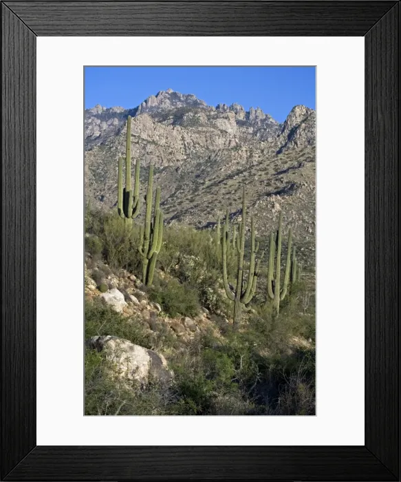 Framed Print : Saguaro Cactus (Carnegiea gigantea) - Sonoran Desert - Arizona - Record height: 78 feet - Average mature height: 18 to 30 feet, but often reach heights of 50 to 60 feet - Weighs about 80 pounds per foot - Grows their first arms at around 12 feet in Framed Print : Saguaro Cactus (Carnegiea gigantea) - Sonoran Desert - Arizona - Record height: 78 feet - Average mature height: 18 to 30 feet, but often reach heights of 50 to 60 feet - Weighs about 80 pounds per foot - Grows their first arms at around 12 feet in