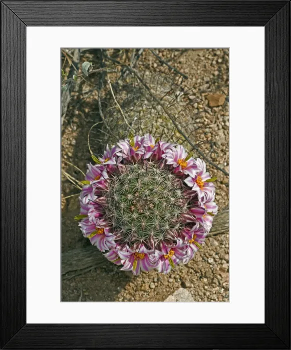 Framed Print : Fishhook Pincushion Cactus - Sonoran Desert - Arizona - USA Framed Print : Fishhook Pincushion Cactus - Sonoran Desert - Arizona - USA