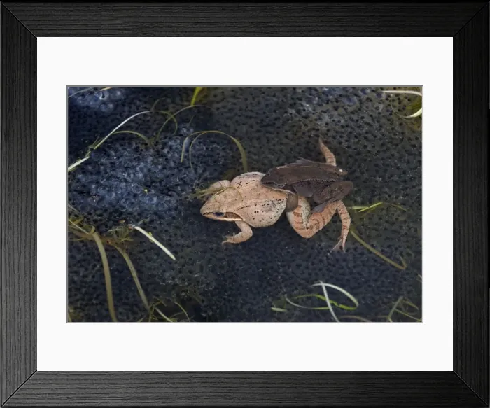 Framed Print : Wood Frogs - pair in amplexus - New York - Widespread in Northeastern U. S. and Canada to Alaska - disjunct populations found in Colorado - Wyoming - Alabama - North Dakota - Ranges farther north than any other North American reptile Framed Print : Wood Frogs - pair in amplexus - New York - Widespread in Northeastern U. S. and Canada to Alaska - disjunct populations found in Colorado - Wyoming - Alabama - North Dakota - Ranges farther north than any other North American reptile