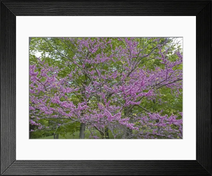 Framed Print : Redbud - New York - Native to much of Eastern and Central U. S. - Cultivated as an ornamental in the northeastern United States and western Europe - May reach 50 feet in height Framed Print : Redbud - New York - Native to much of Eastern and Central U. S. - Cultivated as an ornamental in the northeastern United States and western Europe - May reach 50 feet in height