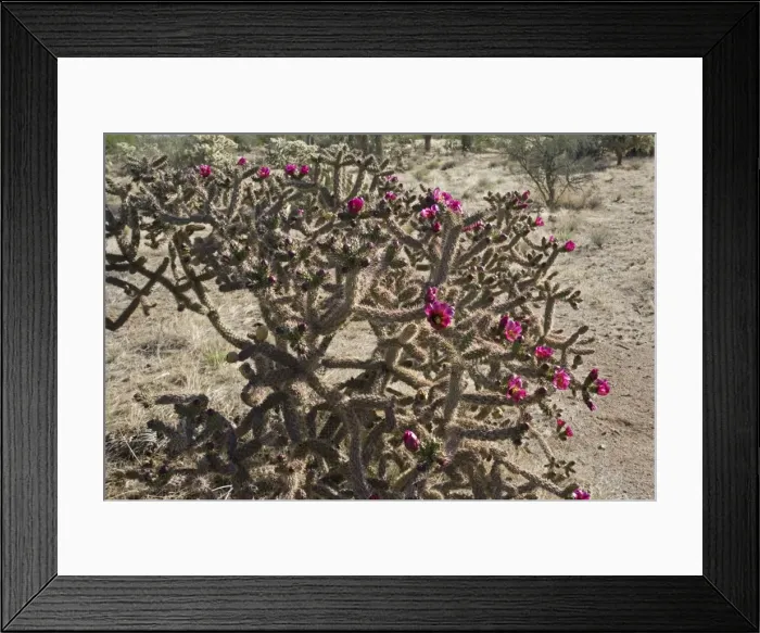 Framed Print : Cholla Cactus with blossoms - Sonoran Desert - Arizona Framed Print : Cholla Cactus with blossoms - Sonoran Desert - Arizona