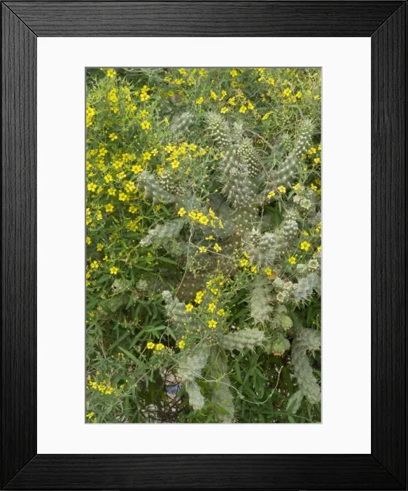 Framed Print : Desert Vine - with Fishhook Barrel Cactus (Ferocactus wislizeni) Sonoran Desert, Arizona, USA Framed Print : Desert Vine - with Fishhook Barrel Cactus (Ferocactus wislizeni) Sonoran Desert, Arizona, USA