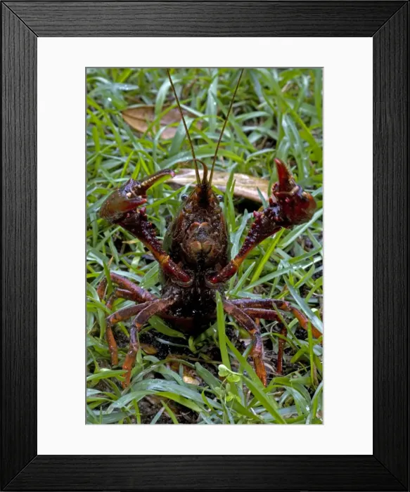 Framed Print : Louisiana Crayfish / Crawfish - Louisiana - Widely harvested for food - Native to North America but introduced elsewhere Framed Print : Louisiana Crayfish / Crawfish - Louisiana - Widely harvested for food - Native to North America but introduced elsewhere