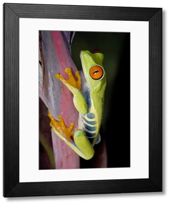 Framed Print : Red-eyed Treefrog - Native to South America Framed Print : Red-eyed Treefrog - Native to South America