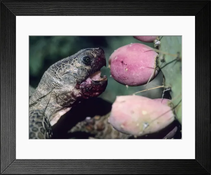 Framed Print : Desert Tortoise - Arizona - Eating fruit of pricky pear cactus - A completely terrestrial desert species requiring firm ground for construction of burrows - frequents desert oases-riverbands-washes-dunes-and occasionally rocky slopes - Burrows-often Framed Print : Desert Tortoise - Arizona - Eating fruit of pricky pear cactus - A completely terrestrial desert species requiring firm ground for construction of burrows - frequents desert oases-riverbands-washes-dunes-and occasionally rocky slopes - Burrows-often