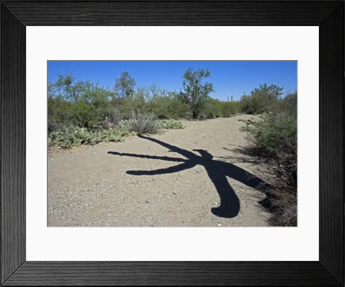 Framed Print : Shadow of Saguaro Cactus - In desert wash - Sonoran Desert - Arizona - Record height: 78 feet - Average mature height: 18 to 30 feet, but often reach heights of 50 to 60 feet - Weighs about 80 pounds per foot - Grows their first arms at around 12 Framed Print : Shadow of Saguaro Cactus - In desert wash - Sonoran Desert - Arizona - Record height: 78 feet - Average mature height: 18 to 30 feet, but often reach heights of 50 to 60 feet - Weighs about 80 pounds per foot - Grows their first arms at around 12