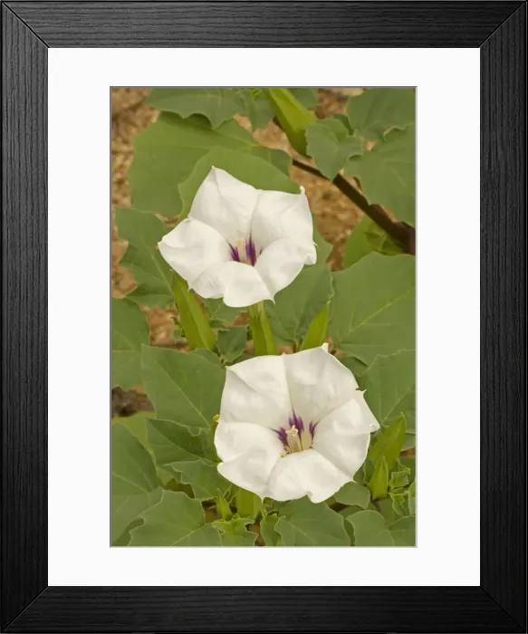 Framed Print : Jimson Weed Flowers - also called sacred datura. All parts of these plants contain numerous toxic alkaloids which are highly poisonous and can cause death Framed Print : Jimson Weed Flowers - also called sacred datura. All parts of these plants contain numerous toxic alkaloids which are highly poisonous and can cause death