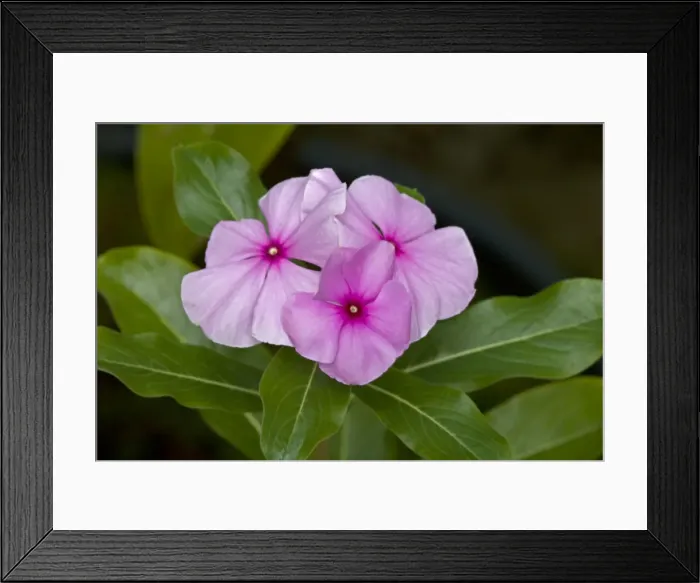 Framed Print : Madagascan Periwinkle - Native of Europe - Used for hundreds of years as an herbal remedy for diabetes - Now being researched as a treatment for Hodgkin's disease Framed Print : Madagascan Periwinkle - Native of Europe - Used for hundreds of years as an herbal remedy for diabetes - Now being researched as a treatment for Hodgkin's disease