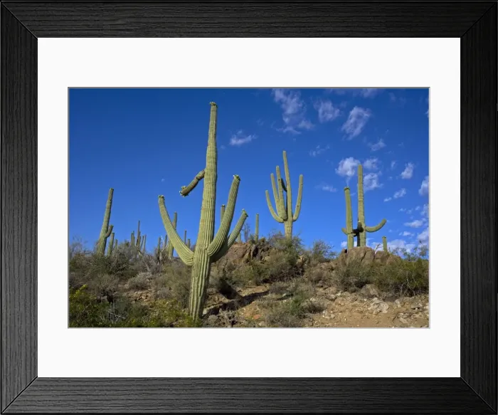 Framed Print : Saguaro Cactus - Sonoran Desert - Arizona, USA - Record height: 78 feet - Average mature height: 18 to 30 feet, but often reach heights of 50 to 60 feet - Weighs about 80 pounds per foot - Grows their first arms at around 12 feet in height or forty Framed Print : Saguaro Cactus - Sonoran Desert - Arizona, USA - Record height: 78 feet - Average mature height: 18 to 30 feet, but often reach heights of 50 to 60 feet - Weighs about 80 pounds per foot - Grows their first arms at around 12 feet in height or forty