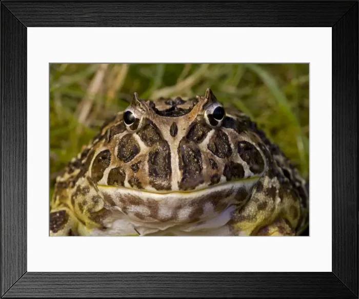 Framed Print : Cranwell's Horned Frog - Native to South America Framed Print : Cranwell's Horned Frog - Native to South America