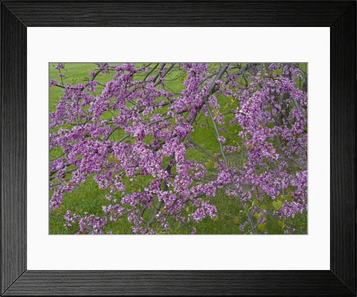 Framed Print : Redbud (Cercis canadensis) - New York - Native to much of Eastern and Central U. S. - Cultivated as an ornamental in the northeastern United States and western Europe - May reach 50 feet in height Framed Print : Redbud (Cercis canadensis) - New York - Native to much of Eastern and Central U. S. - Cultivated as an ornamental in the northeastern United States and western Europe - May reach 50 feet in height