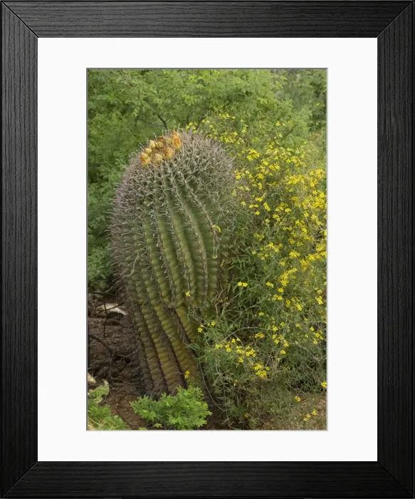 Framed Print : Desert Vine - with Fishhook Barrel Cactus (Ferocactus wislizeni) Sonoran Desert, Arizona, USA Framed Print : Desert Vine - with Fishhook Barrel Cactus (Ferocactus wislizeni) Sonoran Desert, Arizona, USA