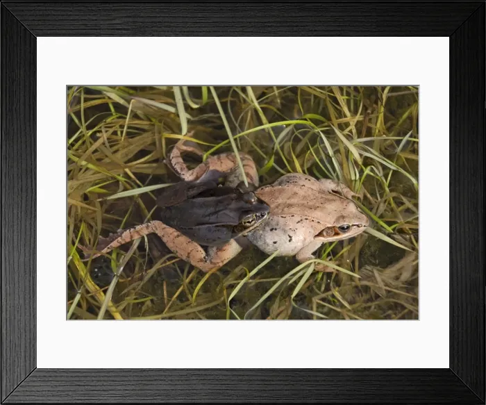 Framed Print : Wood Frogs (Rana sylvatica) - pair in amplexus - New York - Widespread in Northeastern U. S. and Canada to Alaska - disjunct populations found in Colorado - Wyoming - Alabama - North Dakota - Ranges farther north than any other North American reptile