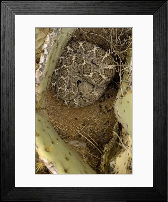 Framed Print : Western Diamondback Rattlesnake Coiled - In prickley pear cactus - Sonoran Desert - Arizona - In ambush posture waiting for prey - USA -Perhaps the most dangerous North American serpant - often holding its ground Framed Print : Western Diamondback Rattlesnake Coiled - In prickley pear cactus - Sonoran Desert - Arizona - In ambush posture waiting for prey - USA -Perhaps the most dangerous North American serpant - often holding its ground