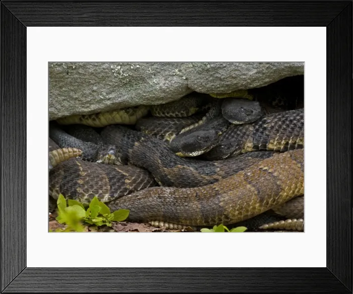 Framed Print : Timber Rattlesnakes -Pennsylvania- Northeastern United States. Venomous pitvipers, widely distributed throughout eastern United States. Legally protected in 8 of 32 states in which it occurs Framed Print : Timber Rattlesnakes -Pennsylvania- Northeastern United States. Venomous pitvipers, widely distributed throughout eastern United States. Legally protected in 8 of 32 states in which it occurs