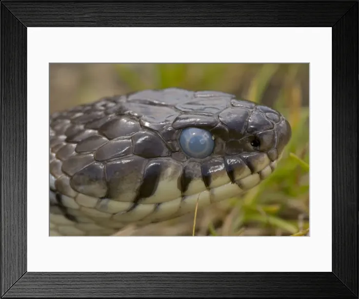 Framed Print : Grass Snake - UK - Head shot - Largely diurnal - Found in nearly all Europe - When disturbed may hiss and strike but rarely bites - Often voids foul-smelling contents of anal gland when handled Framed Print : Grass Snake - UK - Head shot - Largely diurnal - Found in nearly all Europe - When disturbed may hiss and strike but rarely bites - Often voids foul-smelling contents of anal gland when handled
