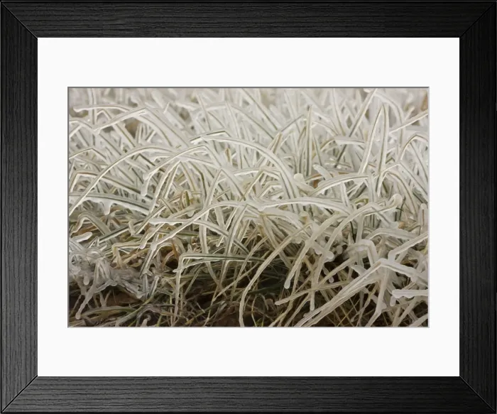 Framed Print : Ice covered grass - Upstate New York - near Seneca Lake