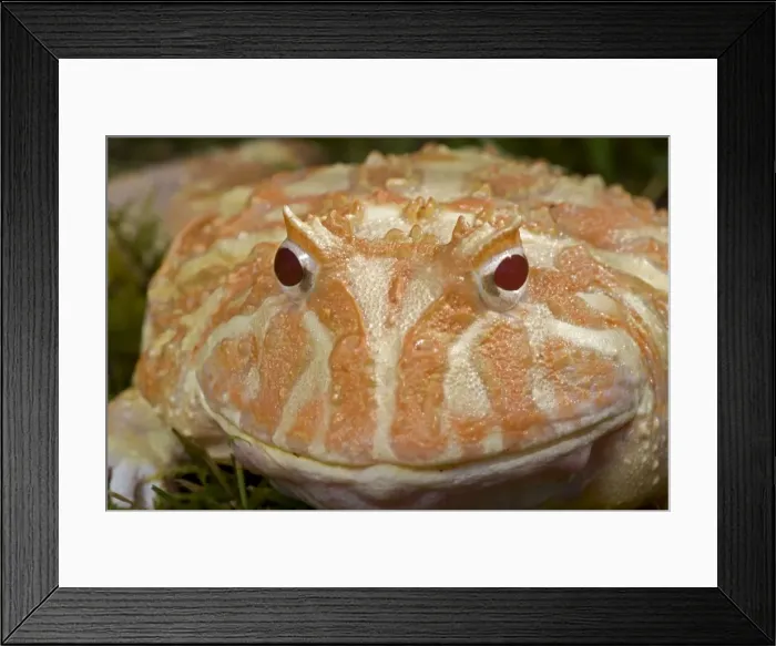 Framed Print : Cranwell's Horned Frog - Albino - Native to South America Framed Print : Cranwell's Horned Frog - Albino - Native to South America