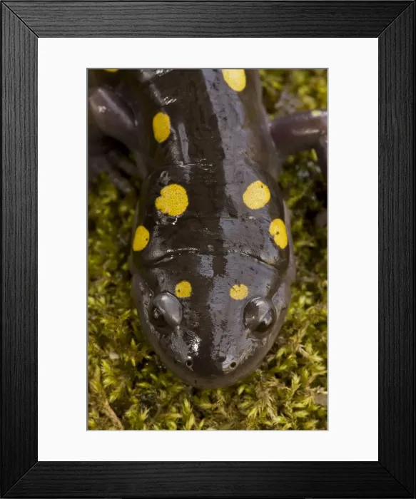 Framed Print : Spotted Salamander - In early spring migration to woodland pond New York USA Framed Print : Spotted Salamander - In early spring migration to woodland pond New York USA
