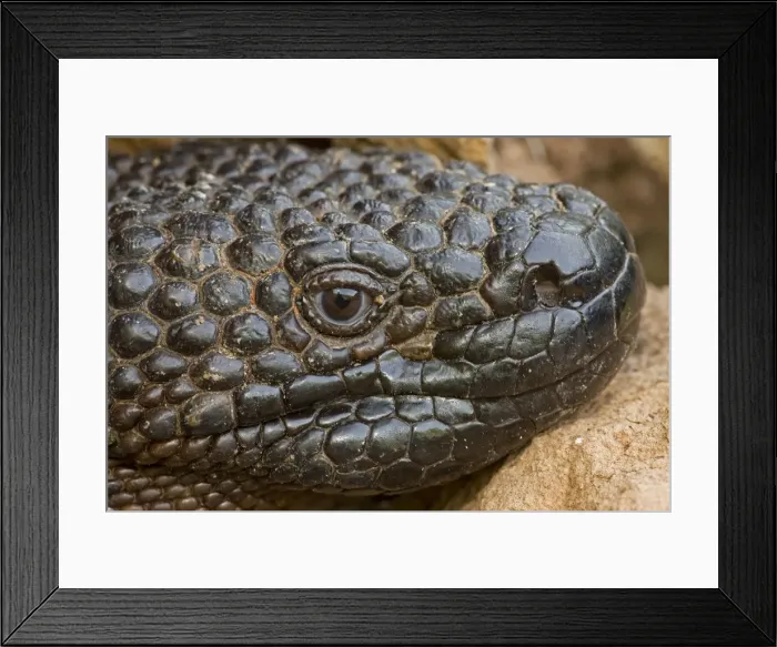 Framed Print : Rio Fuerte Beaded Lizard - Sonora - Mexico - One of two venomous lizards in the world (other is gila monster (Heloderma suspectum suspectum)) - Inhabits deciduous woodlands - Found from Guatamala north through western Mexico to southern Sonora