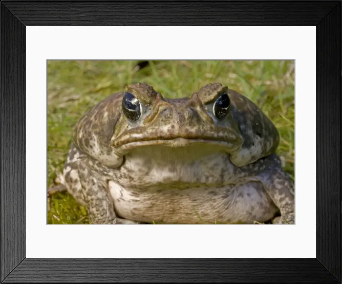 Framed Print : Marine / Cane Toad - Native to South and Central America - Produces toxic skin secretions from paratoid gland - Introduced to Australia and has reached pest proportions Framed Print : Marine / Cane Toad - Native to South and Central America - Produces toxic skin secretions from paratoid gland - Introduced to Australia and has reached pest proportions