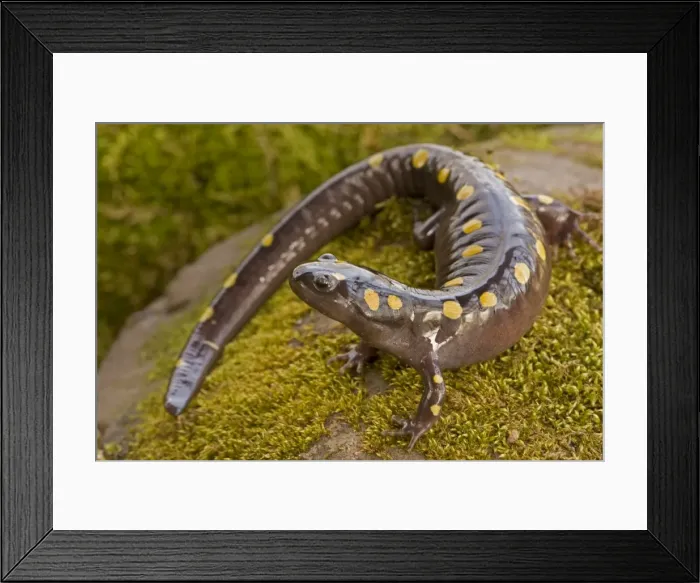 Framed Print : Spotted Salamander - In early spring migration to woodland pond New York USA Framed Print : Spotted Salamander - In early spring migration to woodland pond New York USA