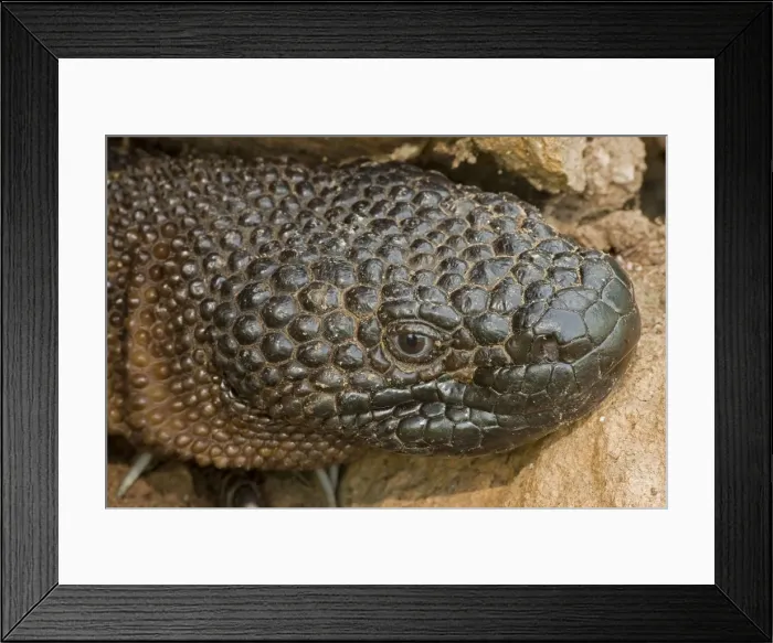 Framed Print : Rio Fuerte Beaded Lizard - Sonora - Mexico - One of two venomous lizards in the world (other is gila monster (Heloderma suspectum suspectum)) - Inhabits deciduous woodlands - Found from Guatamala north through western Mexico to southern Sonora Framed Print : Rio Fuerte Beaded Lizard - Sonora - Mexico - One of two venomous lizards in the world (other is gila monster (Heloderma suspectum suspectum)) - Inhabits deciduous woodlands - Found from Guatamala north through western Mexico to southern Sonora