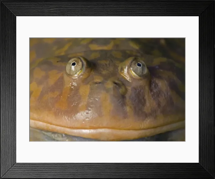 Framed Print : Budgett's Frog - Native to South America Framed Print : Budgett's Frog - Native to South America