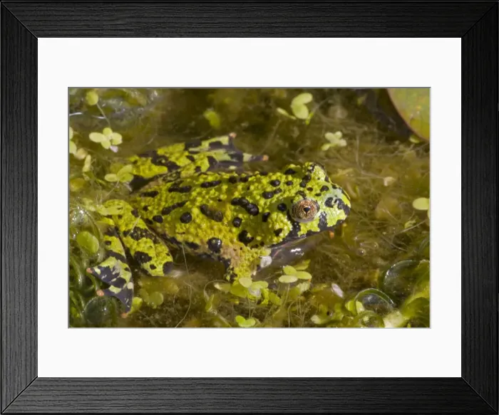 Framed Print : Oriental Firebellied Toad - Native to Asia Framed Print : Oriental Firebellied Toad - Native to Asia