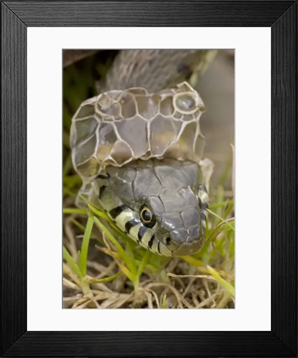 Framed Print : Grass Snake - Shedding Skin - UK - Largely diurnal - Found in nearly all Europe - When disturbed may hiss and strike but rarely bites - Often voids foul-smelling contents of anal gland when handled Framed Print : Grass Snake - Shedding Skin - UK - Largely diurnal - Found in nearly all Europe - When disturbed may hiss and strike but rarely bites - Often voids foul-smelling contents of anal gland when handled