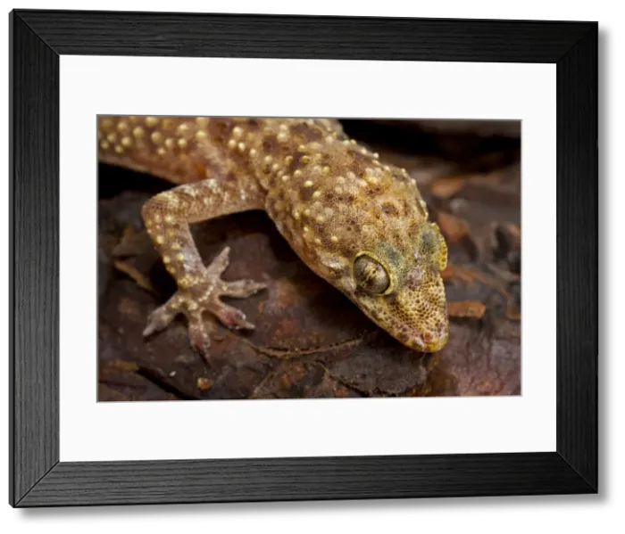 Framed Print : Mediterranean Gecko - Head shot - Native to the Mediterranean regions of Europe and northern Africa - Introduced to the southeastern United States and elsewhere in the world Louisiana - USA Framed Print : Mediterranean Gecko - Head shot - Native to the Mediterranean regions of Europe and northern Africa - Introduced to the southeastern United States and elsewhere in the world Louisiana - USA