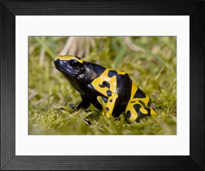 Framed Print : Yellow and Black Poison-Arrow Frog - Native to South America Framed Print : Yellow and Black Poison-Arrow Frog - Native to South America