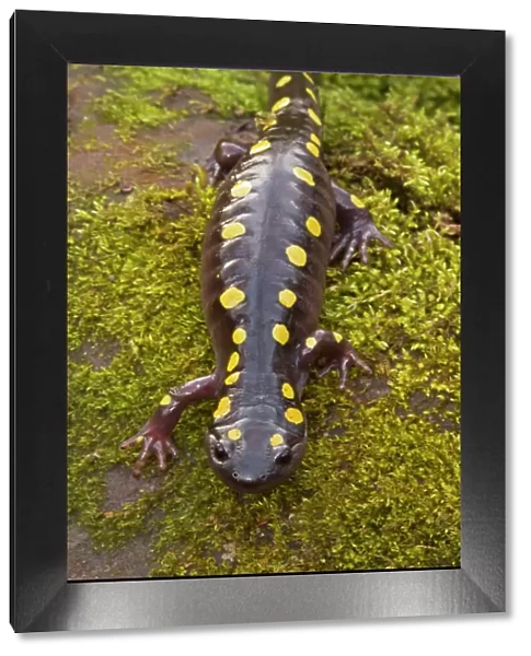 Spotted Salamander - In early spring migration to woodland pond New York USA