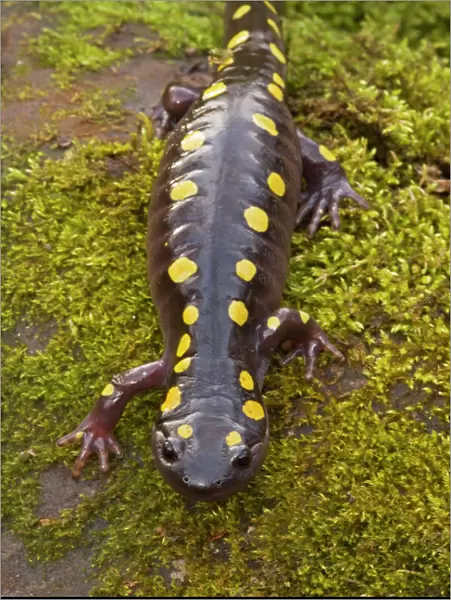 Spotted Salamander - In early spring migration to woodland pond New York USA