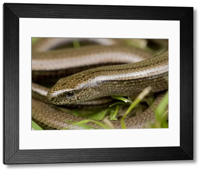 Framed Print : Slow Worm - England - UK - Legless lizard - Feeds on slow-moving creatures such as slugs - Tends to lie up under roots-stones-old planks compost heaps-etc - Common throughout Britain Framed Print : Slow Worm - England - UK - Legless lizard - Feeds on slow-moving creatures such as slugs - Tends to lie up under roots-stones-old planks compost heaps-etc - Common throughout Britain