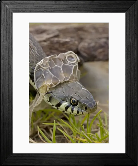 Framed Print : Grass Snake - Shedding Skin - UK - Molting - Largely diurnal - Found in nearly all Europe - When disturbed may hiss and strike but rarely bites - Often voids foul-smelling contents of anal gland when handled