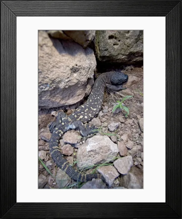 Framed Print : Rio Fuerte Beaded Lizard - Sonora - Mexico - One of two venomous lizards in the world (other is gila monster (Heloderma suspectum suspectum)) - Inhabits deciduous woodlands - Found from Guatamala north through western Mexico to southern Sonora