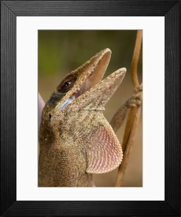 Framed Print : Green Anole - Defensive posture - Coloration varies from green to mottled green and brown to all brown - Abundant in the south - Food consists largely of insects and spiders Louisiana - USA Framed Print : Green Anole - Defensive posture - Coloration varies from green to mottled green and brown to all brown - Abundant in the south - Food consists largely of insects and spiders Louisiana - USA