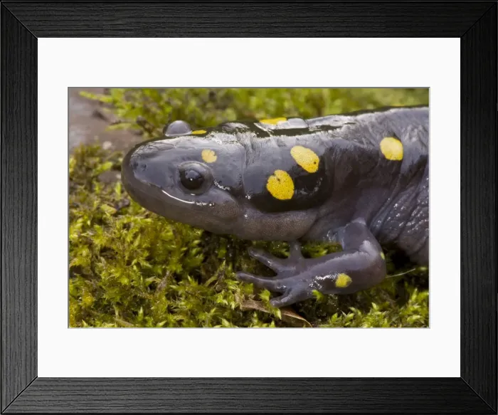 Framed Print : Spotted Salamander - In early spring migration to woodland pond New York USA Framed Print : Spotted Salamander - In early spring migration to woodland pond New York USA