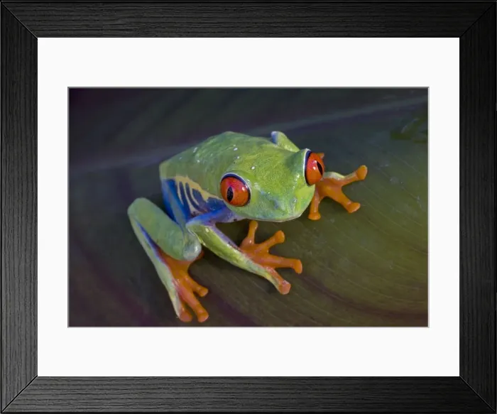 Framed Print : Red-eyed Treefrog - Native to South America Framed Print : Red-eyed Treefrog - Native to South America