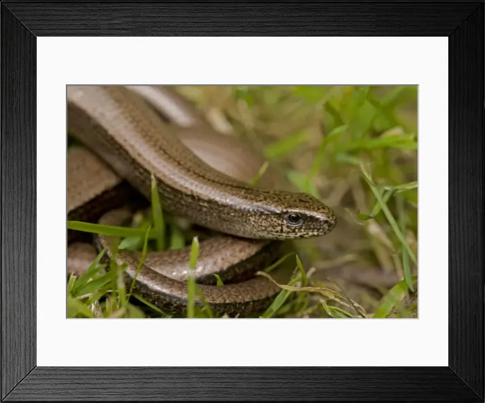 Framed Print : Slow Worm - England - UK - Legless lizard - Feeds on slow-moving creatures such as slugs - Tends to lie up under roots-stones-old planks compost heaps-etc - Common throughout Britain Framed Print : Slow Worm - England - UK - Legless lizard - Feeds on slow-moving creatures such as slugs - Tends to lie up under roots-stones-old planks compost heaps-etc - Common throughout Britain