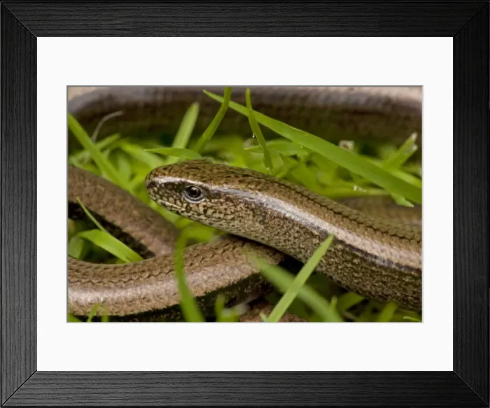 Framed Print : Slow Worm - England - UK - Legless lizard - Feeds on slow-moving creatures such as slugs - Tends to lie up under roots-stones-old planks compost heaps-etc - Common throughout Britain Framed Print : Slow Worm - England - UK - Legless lizard - Feeds on slow-moving creatures such as slugs - Tends to lie up under roots-stones-old planks compost heaps-etc - Common throughout Britain