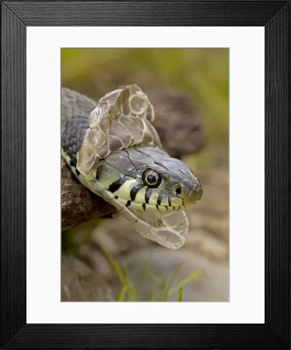 Framed Print : Grass Snake - Shedding Skin - UK - Largely diurnal - Found in nearly all Europe - When disturbed may hiss and strike but rarely bites - Often voids foul-smelling contents of anal gland when handled Framed Print : Grass Snake - Shedding Skin - UK - Largely diurnal - Found in nearly all Europe - When disturbed may hiss and strike but rarely bites - Often voids foul-smelling contents of anal gland when handled