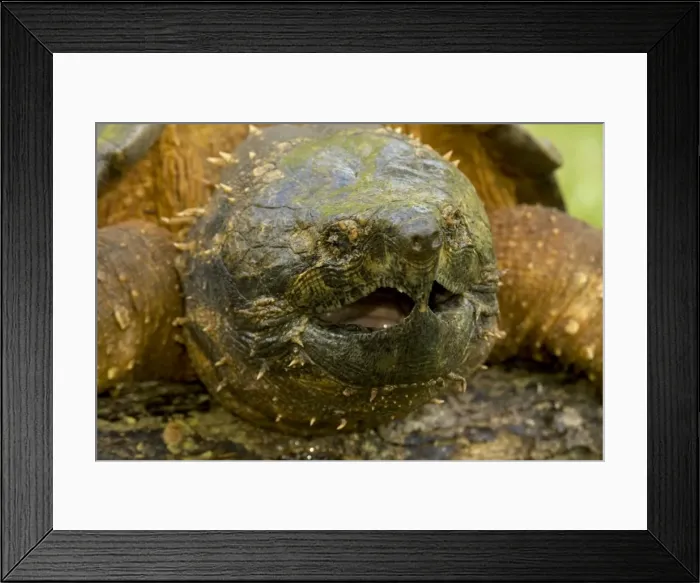 Framed Print : Alligator Snapping Turtle - Louisiana - USA Framed Print : Alligator Snapping Turtle - Louisiana - USA