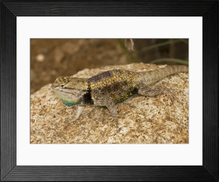 Framed Print : Desert Spiny Lizard - Sonoran Desert - Arizona - USA Framed Print : Desert Spiny Lizard - Sonoran Desert - Arizona - USA