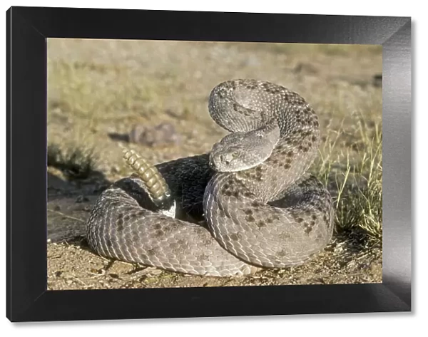 Western Diamondback Rattlesnake - Arizona - USA