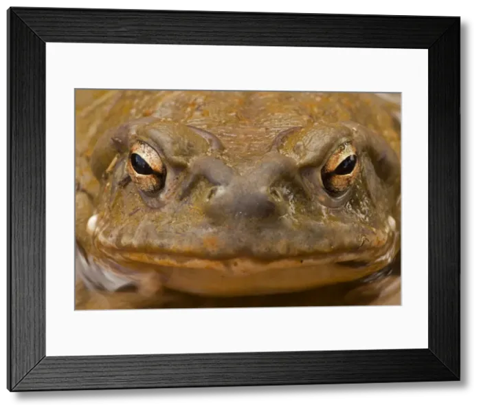 Framed Print : Sonoran Desert / Colorado River Toad - Close-up of face - Sonoran Desert - Central Arizona to southwestern New Mexico and Sinaloa - Mexico Framed Print : Sonoran Desert / Colorado River Toad - Close-up of face - Sonoran Desert - Central Arizona to southwestern New Mexico and Sinaloa - Mexico